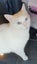 Brothers ragdoll x Burmese to rehome Carousel 11