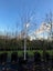 Pyrus calleryana Aristocrat (Ornamental Pear) 160L, 4m-5m...x1 (Lot #5) Carousel 1