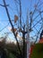 Pyrus calleryana Aristocrat (Ornamental Pear) 160L, 4m-5m...x1 (Lot #5) Carousel 2
