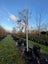 Pyrus calleryana Aristocrat (Ornamental Pear) 160L, 4m-5m...x1 (Lot #5) Carousel 3