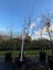 Pyrus calleryana Aristocrat (Ornamental Pear) 160L, 4m-5m...x1 (Lot #5) Carousel 4
