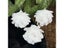 3pcs 8cm White Christmas Ball Christmas Tree Hanging Pendant Flower Foam Snow Carousel 3