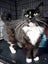 Found, Hoon Hay, Christchurch, black & white DMH female cat, tuxedo markings Carousel 2
