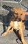 Cash - Staffy cross Carousel 2
