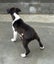 Mischief - Cross breed Carousel 2