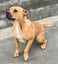 Beau - Mastiff cross Carousel 1