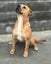 Beau - Mastiff cross Carousel 2