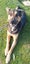 Maui - German Shepherd cross Carousel 1