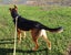 Maui - German Shepherd cross Carousel 3