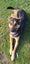 Maui - German Shepherd cross Carousel 4
