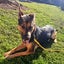 Maui - German Shepherd cross Carousel 5