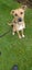 Hazel - Cross breed Carousel 1