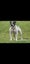 American bulldog pups Carousel 10