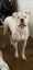 American bulldog pups Carousel 13