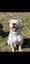 American bulldog pups Carousel 12