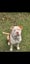 American bulldog pups Carousel 14
