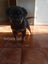 Rottweiler puppies Carousel 6
