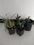 Bulk indoor air purifying house plants $1res Carousel 1