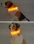 LED Flashing Dog Safety Collar S Carousel 1