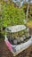Alectryon excelsa, titoki, Pb5, ht. up to 2m, pallet lot... x85 Carousel 2