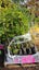 Alectryon excelsa, titoki, Pb5, ht. up to 2m, pallet lot... x85 Carousel 1