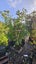 Syzygium australe 'Resilience' (Psyllid Resistant Lilly Pilly) 45L, ht.2m...x5 Carousel 1
