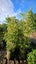 Syzygium australe 'Resilience' (Psyllid Resistant Lilly Pilly) 45L, ht.2m...x5 Carousel 2