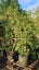 Syzygium australe 'Resilience' (Psyllid Resistant Lilly Pilly) 45L, ht.2m...x5 Carousel 3