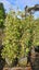 Syzygium australe 'Resilience' (Psyllid Resistant Lilly Pilly) 45L, ht.2m...x4 Carousel 2