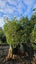 Syzygium australe 'Resilience' (Psyllid Resistant Lilly Pilly) 45L, ht.2m...x4 Carousel 3
