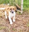Jack Russell/ Foxy cross puppies Carousel 2