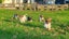 Jack Russell/ Foxy cross puppies Carousel 1