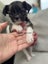 Shih Tzu x Terrier Puppies Carousel 4