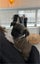 Shih Tzu x Terrier Puppies Carousel 5