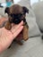Shih Tzu x Terrier Puppies Carousel 3