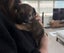 Shih Tzu x Terrier Puppies Carousel 6