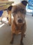 Rasta - 3 years old, in Tauranga, Good with Cats Carousel 1