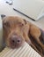 Rasta - 3 years old, in Tauranga, Good with Cats Carousel 2