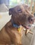 Rasta - 3 years old, in Tauranga, Good with Cats Carousel 3