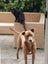 Rasta - 3 years old, in Tauranga, Good with Cats Carousel 4