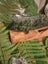 "INCREDIBLE" (NZ POUNAMU) (JADE) HUGE 50cm PATU/MERE E.T.S Jewellery $1 Reserve Carousel 3