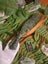 "INCREDIBLE" (NZ POUNAMU) (JADE) HUGE 50cm PATU/MERE E.T.S Jewellery $1 Reserve Carousel 7