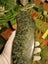 "INCREDIBLE" (NZ POUNAMU) (JADE) HUGE 50cm PATU/MERE E.T.S Jewellery $1 Reserve Carousel 16