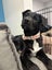 Pound Paws Rescue - Molly, Heading/Hunt pup- ChCh Carousel 1