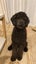 Labradoodles x 2 - Free to a good home Carousel 3