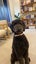 Labradoodles x 2 - Free to a good home Carousel 4