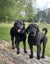 Labradoodles x 2 - Free to a good home Carousel 1