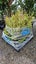Knightia excelsa - rewarewa Pb5, ht. 50-80cm...x60 Carousel 3