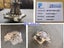 Digger Water Pump for Hitachi EX58 60-1 EX200-1/3/5 ZAX55 75 200-6 in Auckland Carousel 7