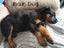 Rottweiler puppies Carousel 7